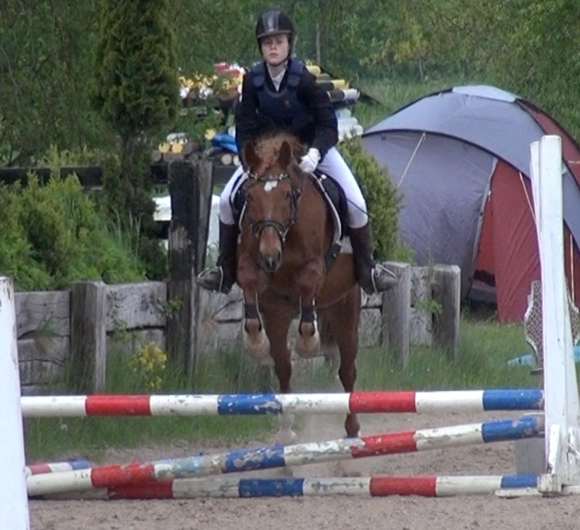 Anden særlig race Duncan - min ridehjelm er da helt skæv :b billede 2