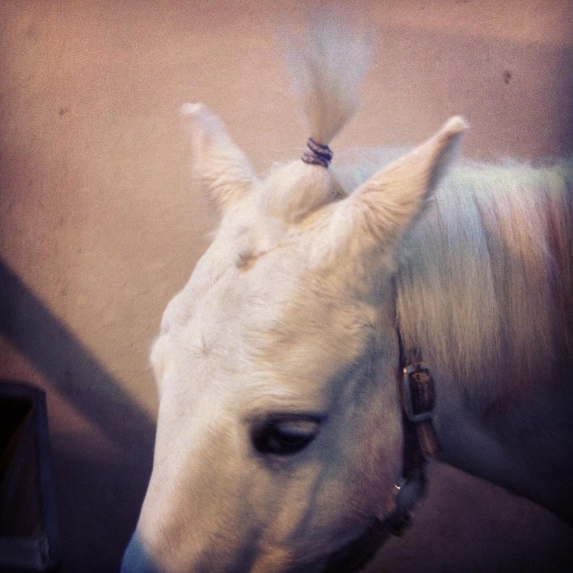 Anden særlig race Tarzan PART (elevpony) - Tarzan med en lille tot<3 billede 14