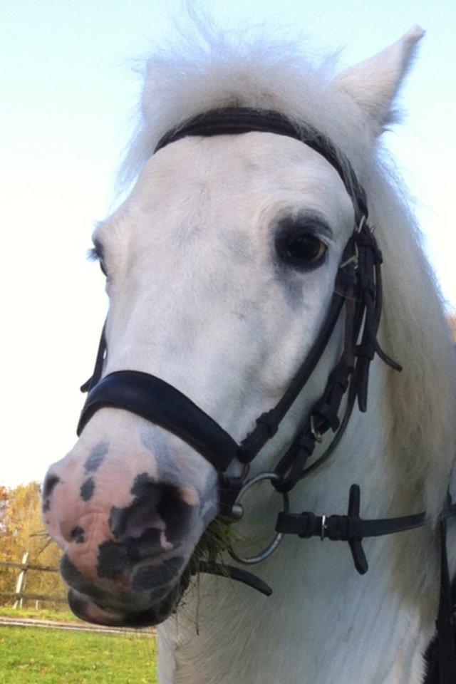 Anden særlig race Tarzan PART (elevpony) - Mmmm..
Græs..<3 billede 15