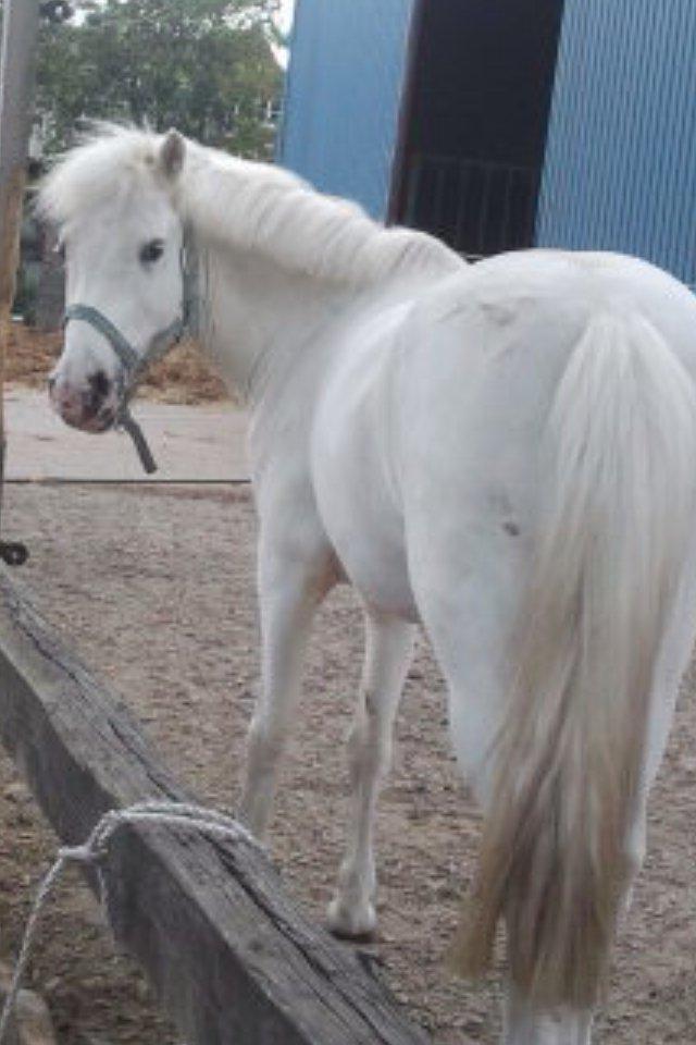 Anden særlig race Tarzan PART (elevpony) - Min store numse<3 billede 16