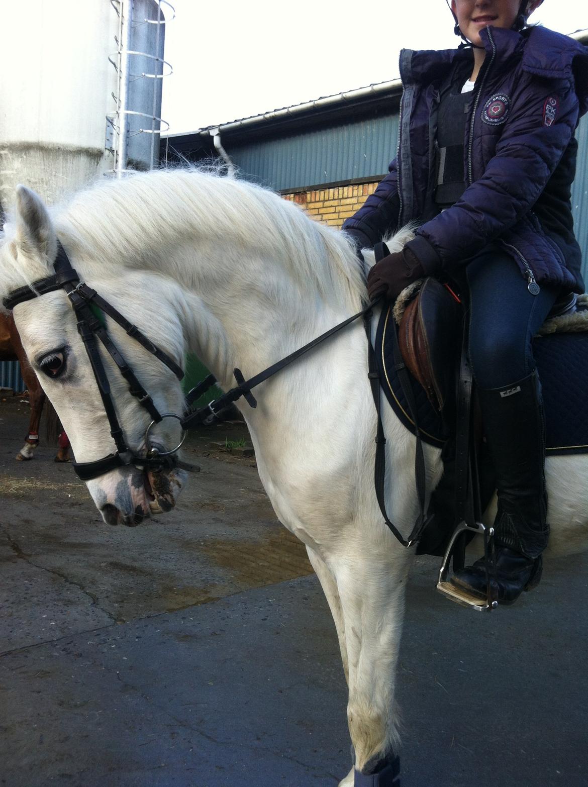 Anden særlig race Tarzan PART (elevpony) - <3 billede 17