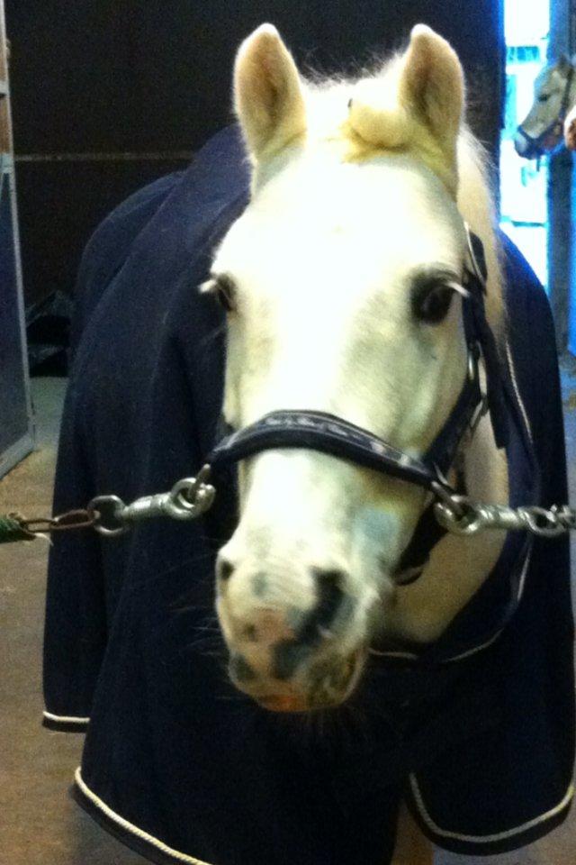 Anden særlig race Tarzan PART (elevpony) - Har du noget mad?<3 billede 19