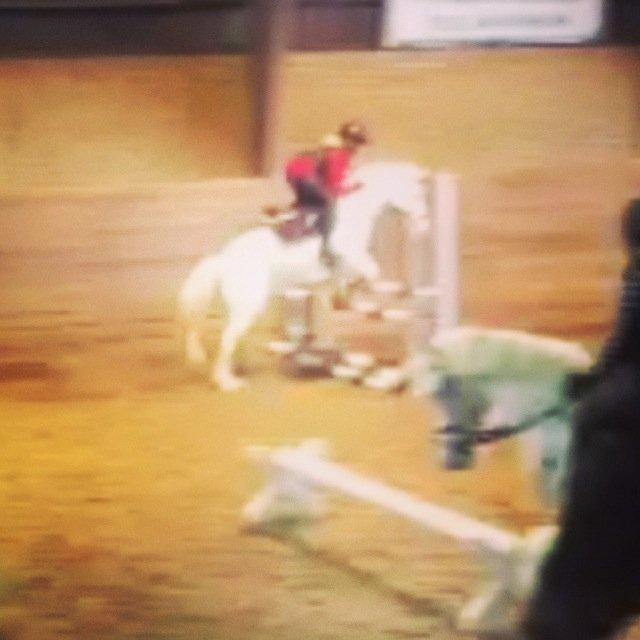 Anden særlig race Tarzan PART (elevpony) - 85 cm, uden problemer!<3 billede 20