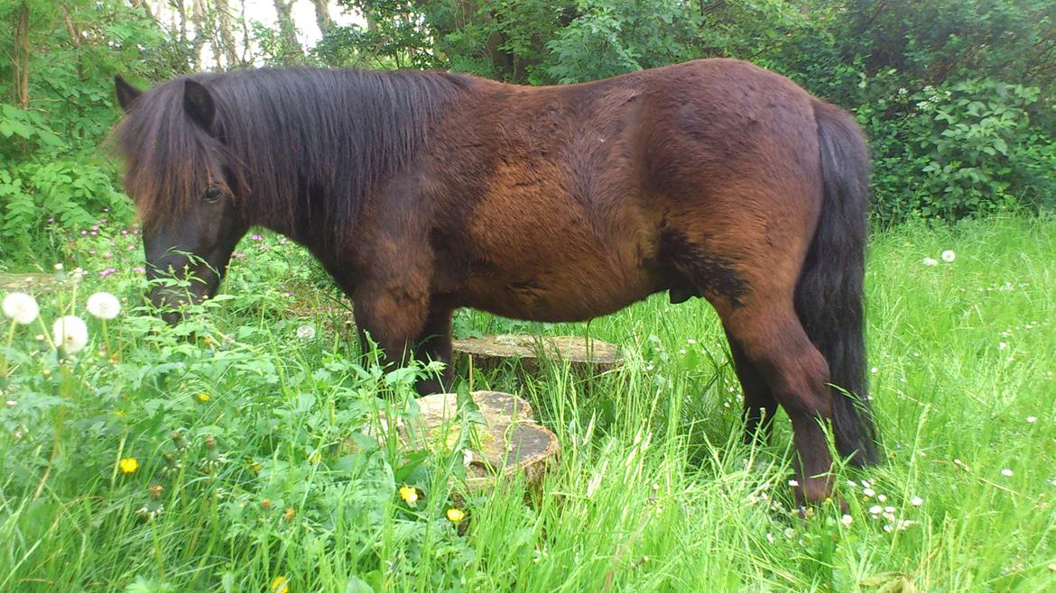 Shetlænder Sofus billede 2