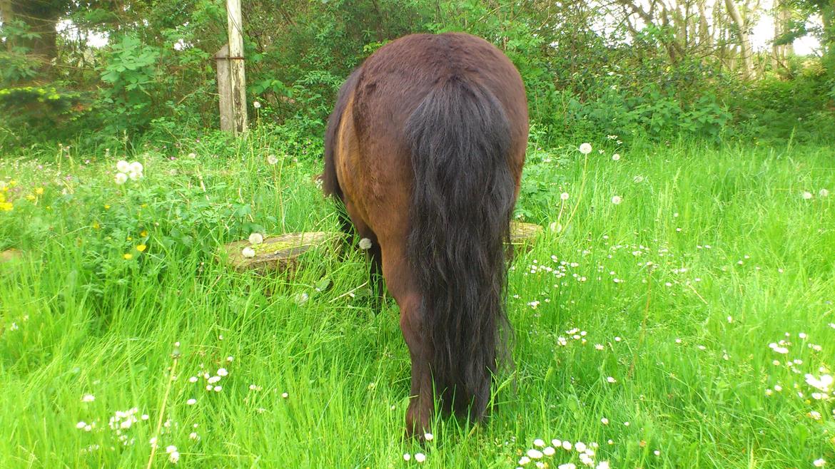 Shetlænder Sofus billede 3