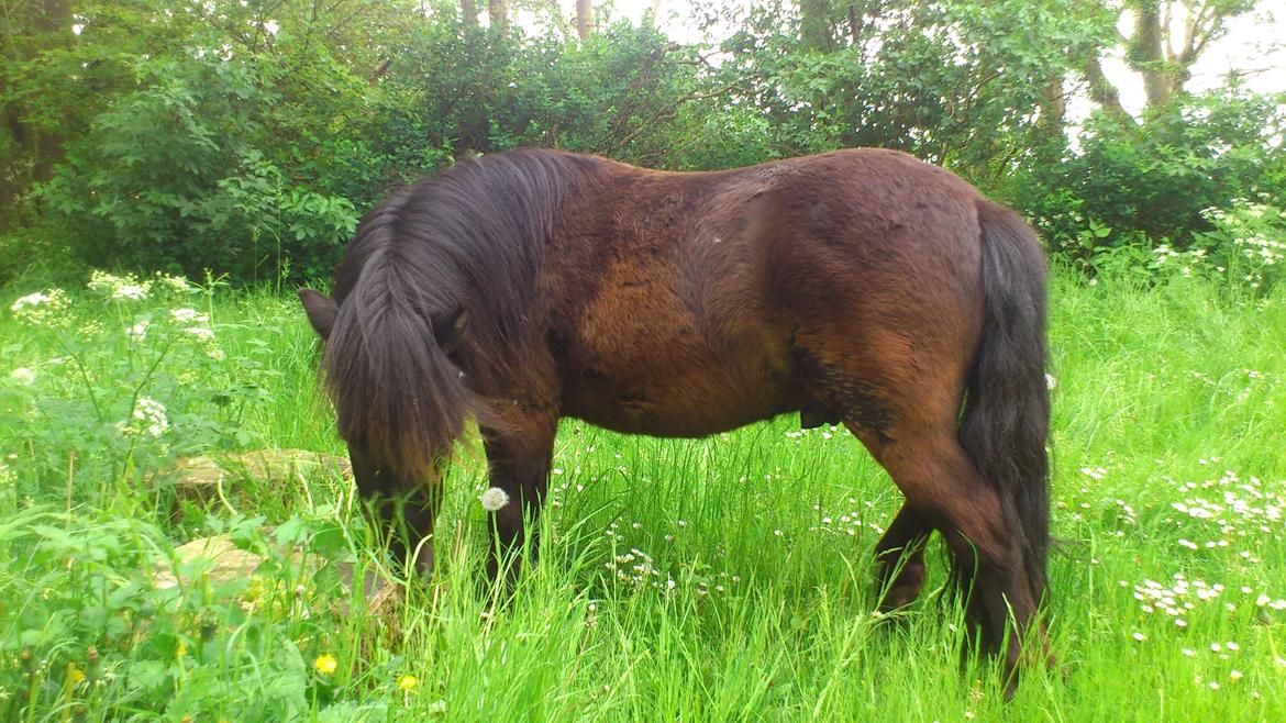 Shetlænder Sofus billede 4