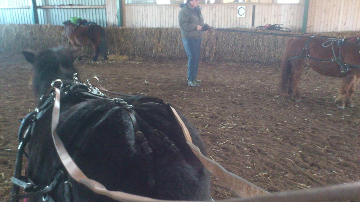 Shetlænder Sofus billede 5