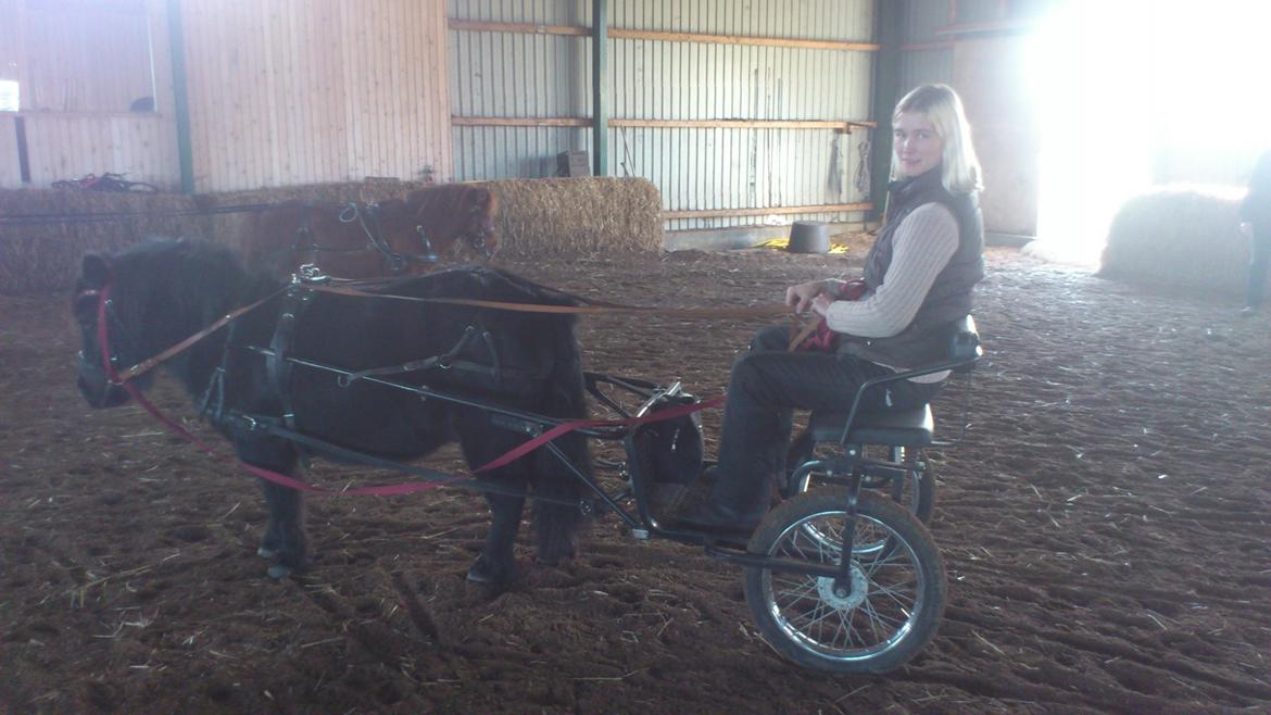 Shetlænder Sofus billede 6