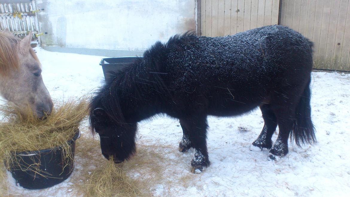 Shetlænder Sofus billede 7