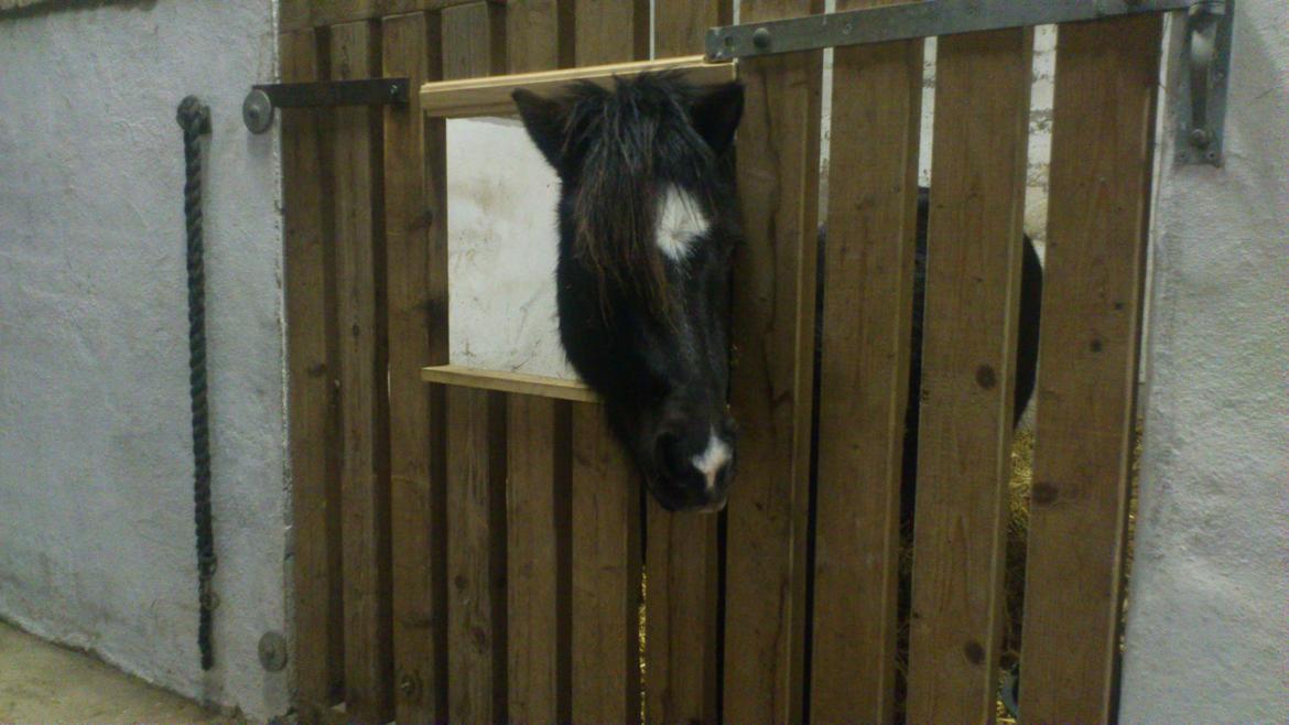 Shetlænder Sofus billede 8