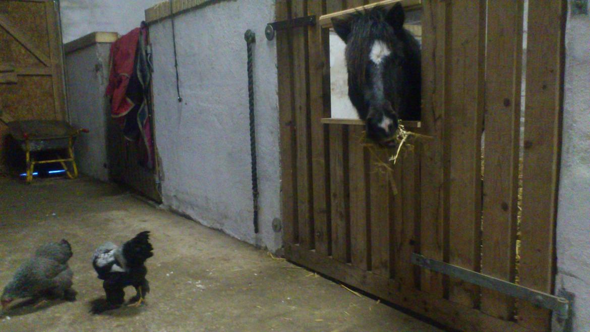 Shetlænder Sofus billede 9