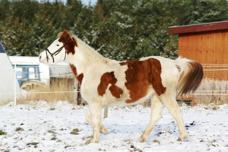 Pinto Estrella Jaki - Vriiinsk:D billede 3