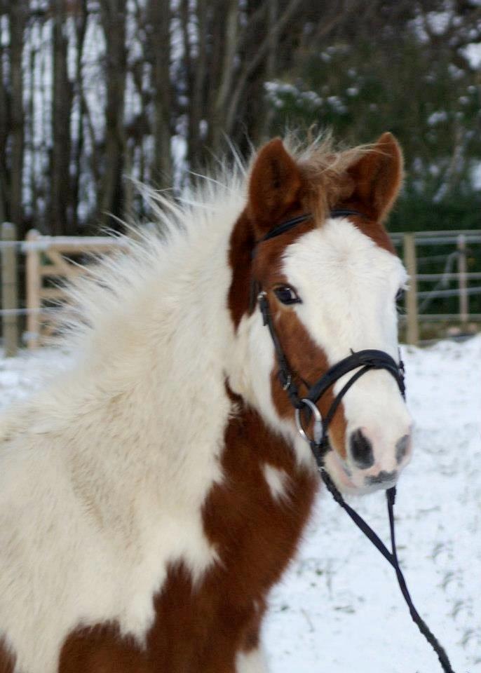 Pinto Estrella Jaki - Hårbolden:D billede 11