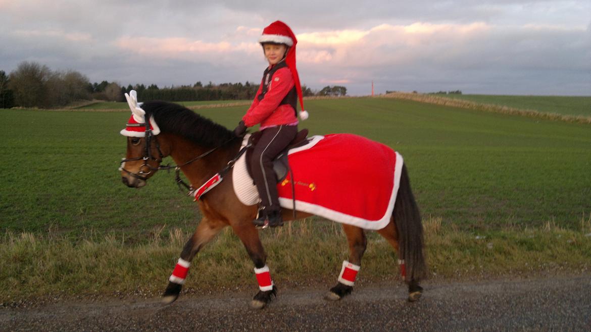 Anden særlig race Rikke billede 20