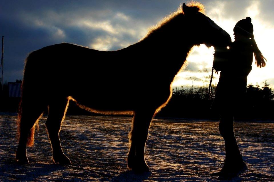 Pinto Estrella Jaki - Bette hest<3 billede 7