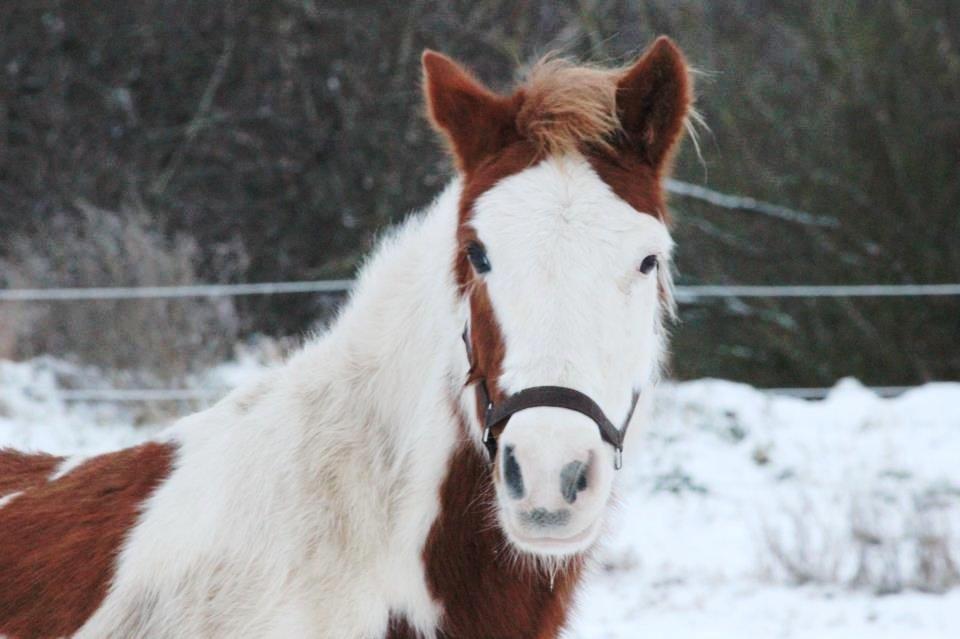 Pinto Estrella Jaki - Jaki på fold:3 billede 1