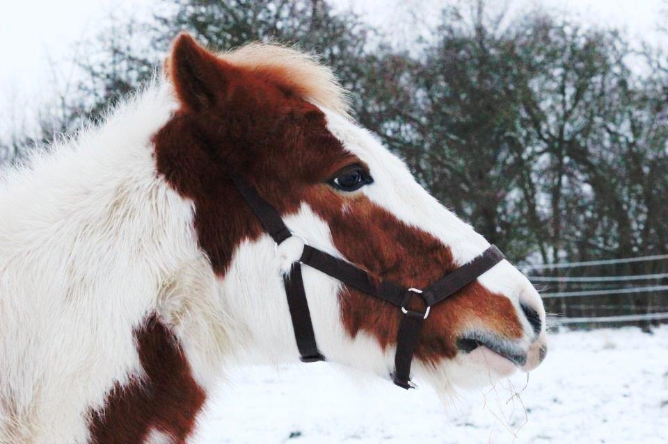Pinto Estrella Jaki - Jaki der spidser mule:3 billede 9