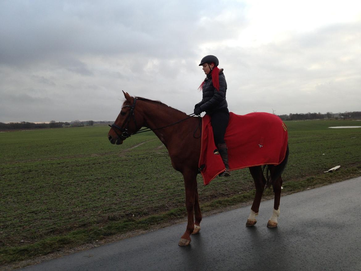 Branderburger Santero billede 6