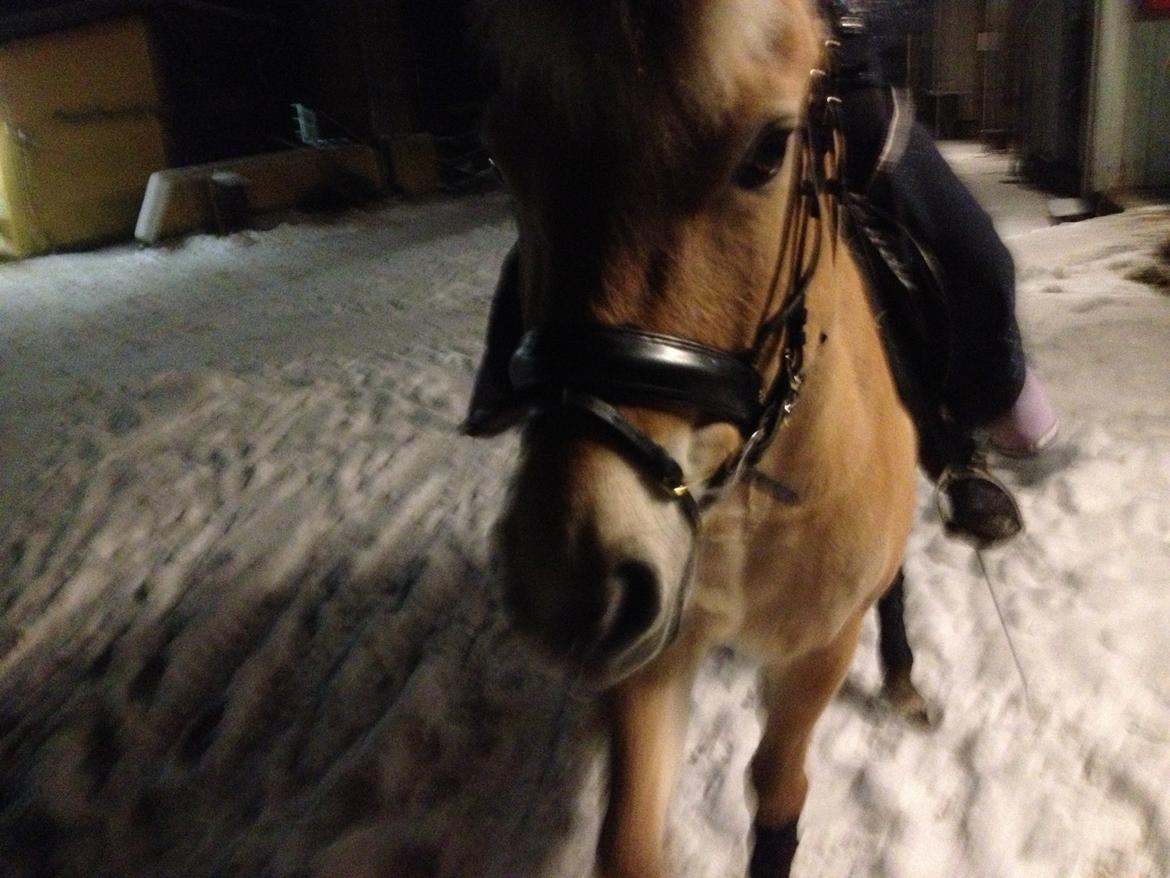 Fjordhest Gypsi (Dibsi) billede 16