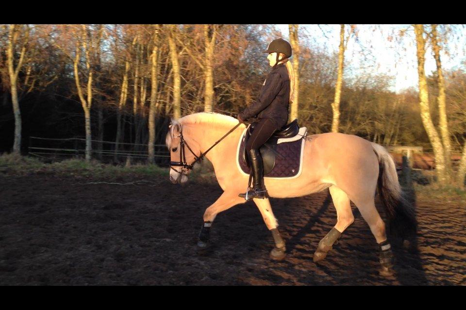 Fjordhest Gypsi (Dibsi) billede 8