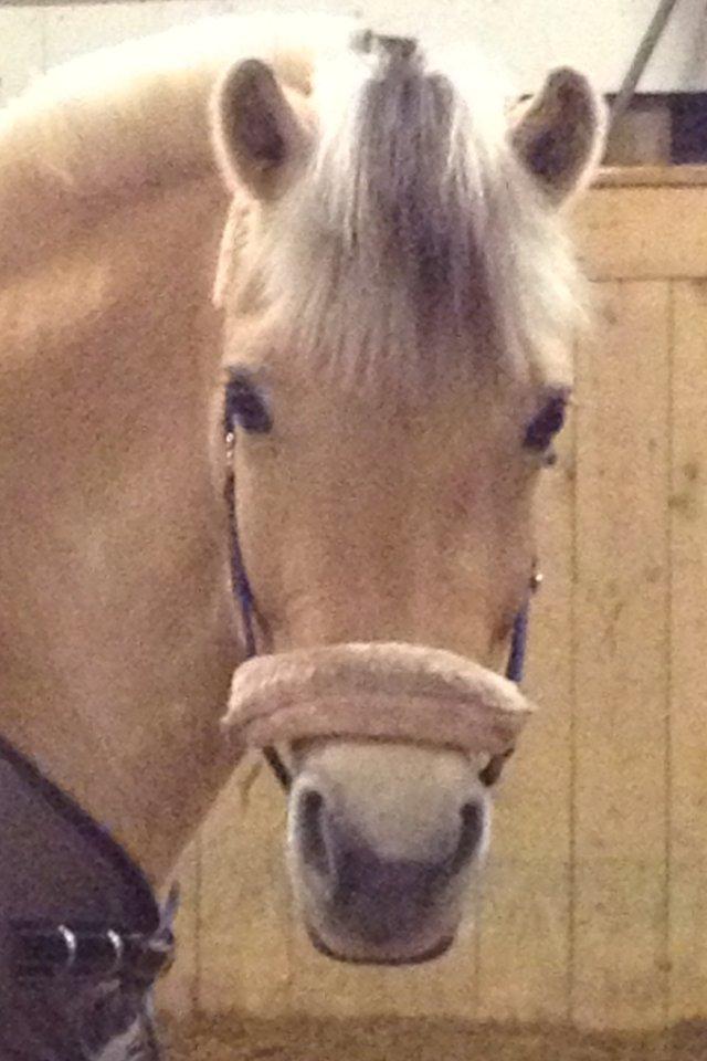 Fjordhest Gypsi (Dibsi) billede 7