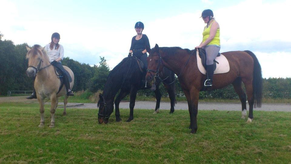 Dansk Varmblod lafayette billede 4