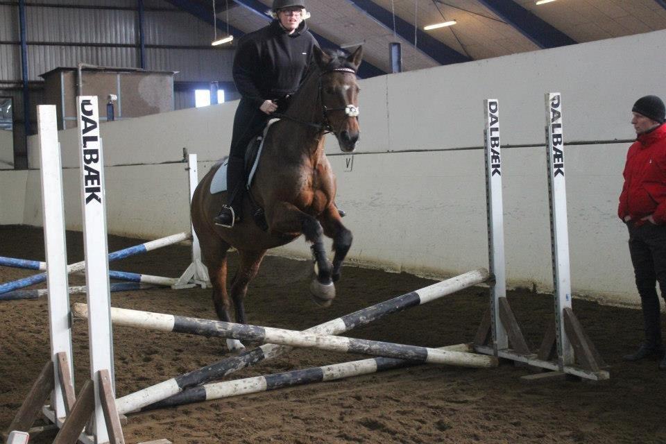 Dansk Varmblod lafayette billede 5