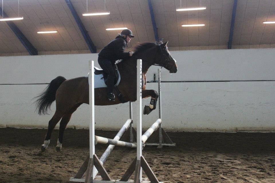 Dansk Varmblod lafayette billede 6