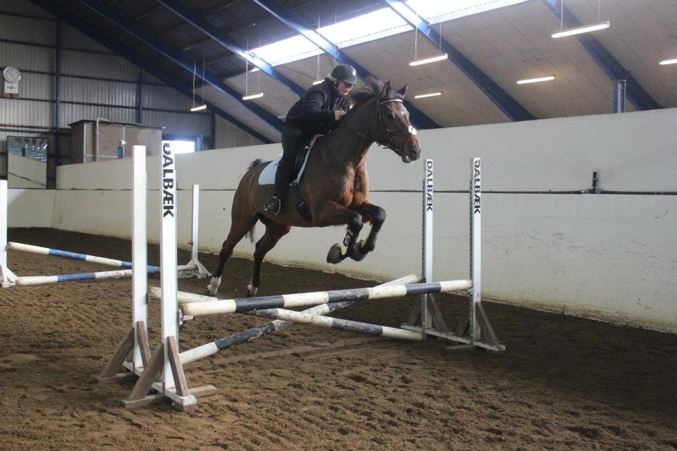 Dansk Varmblod lafayette billede 7