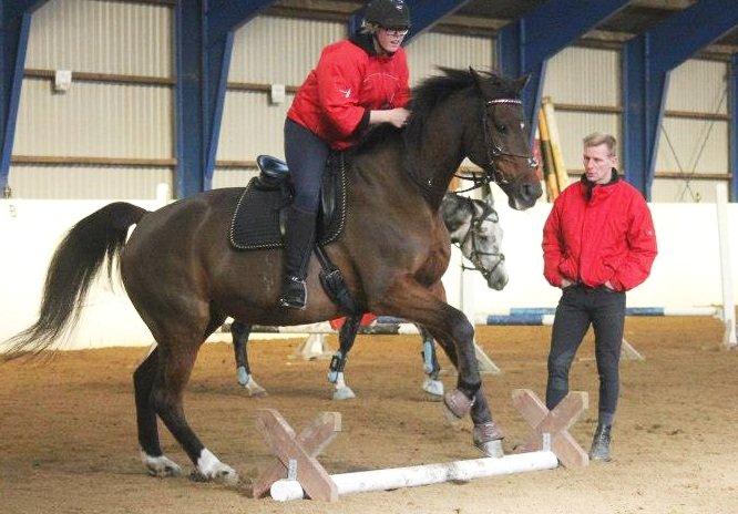 Dansk Varmblod lafayette billede 2