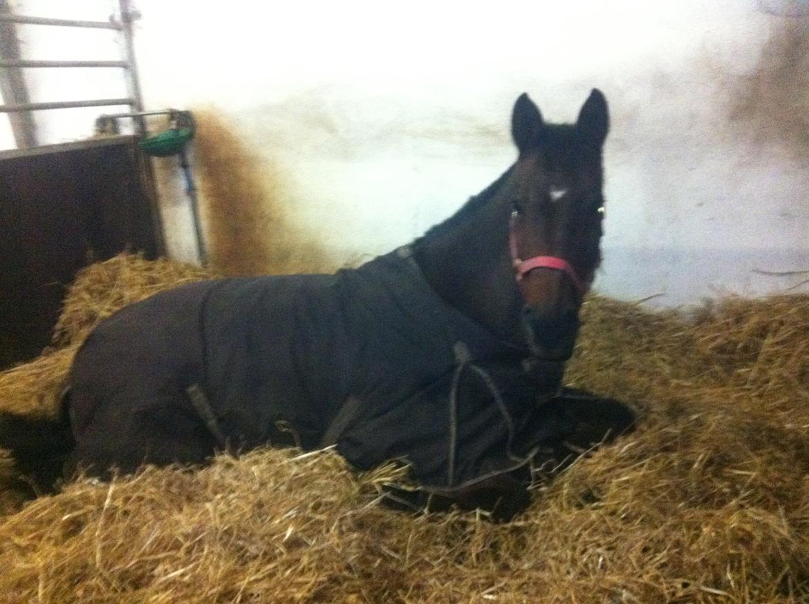 Dansk Varmblod lafayette billede 8