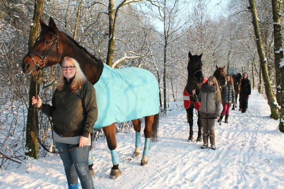 Dansk Varmblod lafayette billede 9