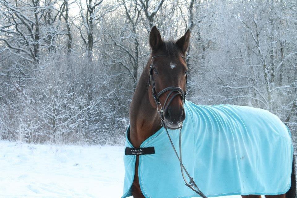 Dansk Varmblod lafayette billede 1