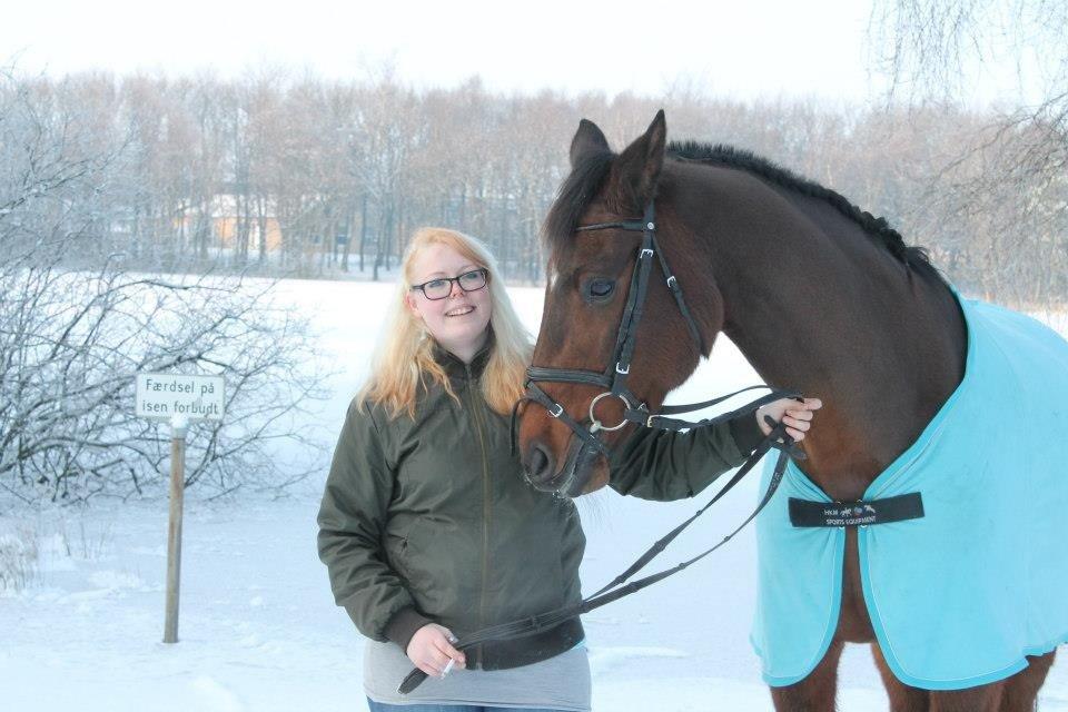 Dansk Varmblod lafayette billede 10