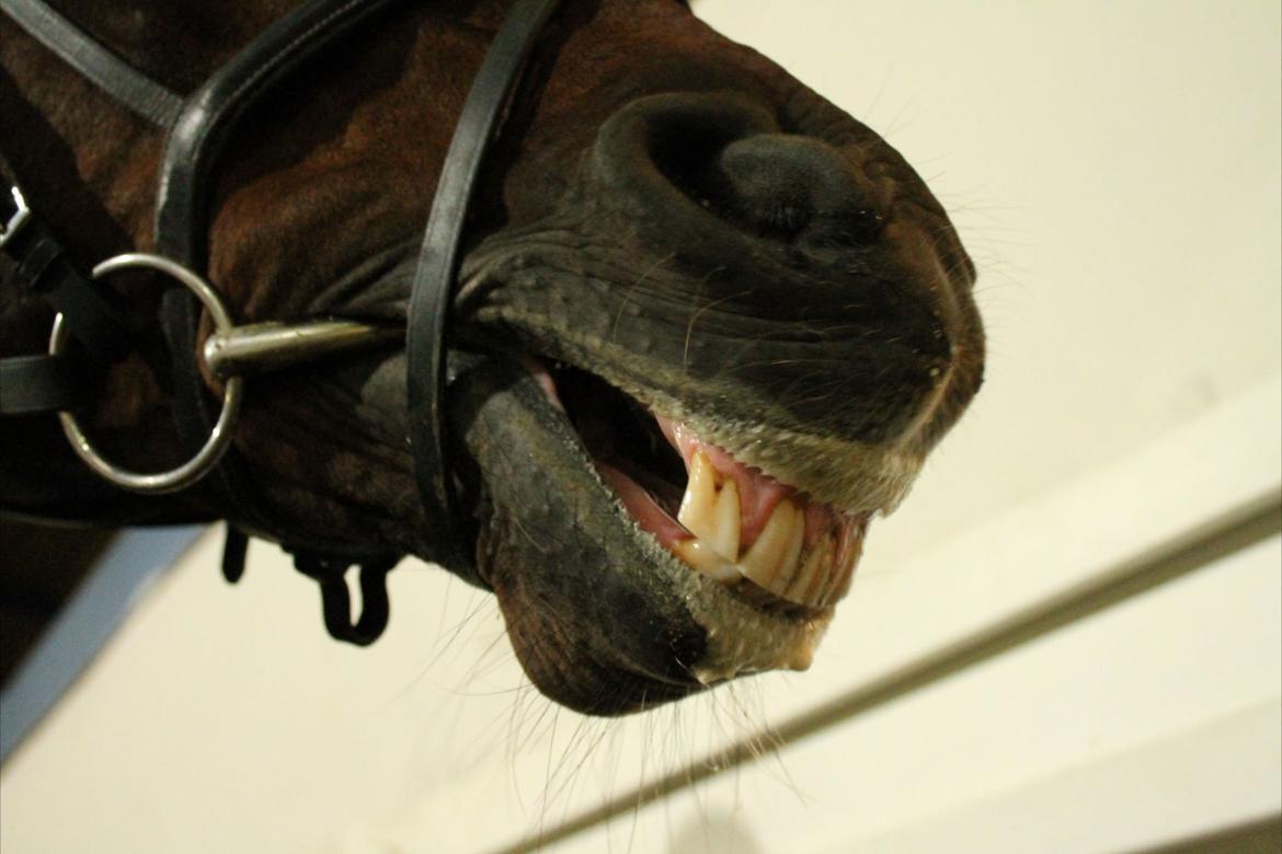 Dansk Varmblod lafayette billede 13