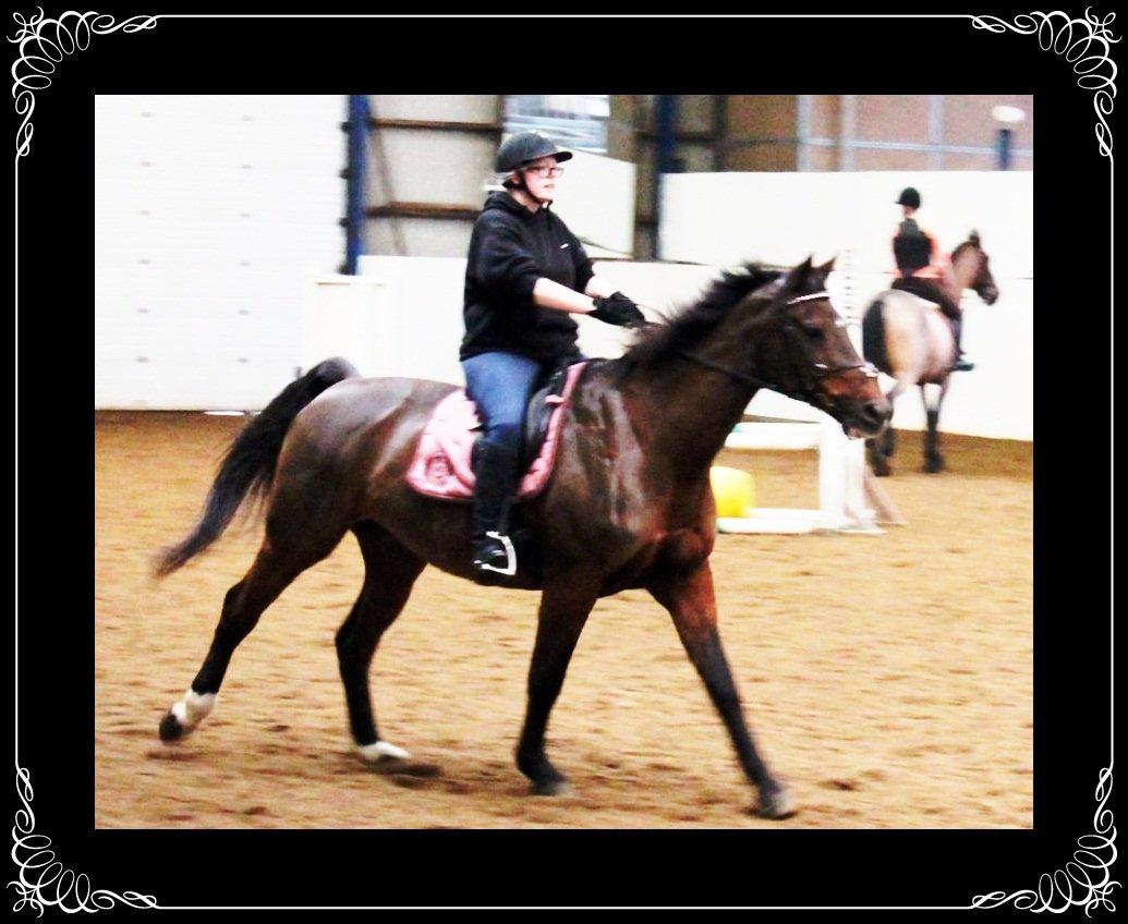 Dansk Varmblod lafayette billede 14