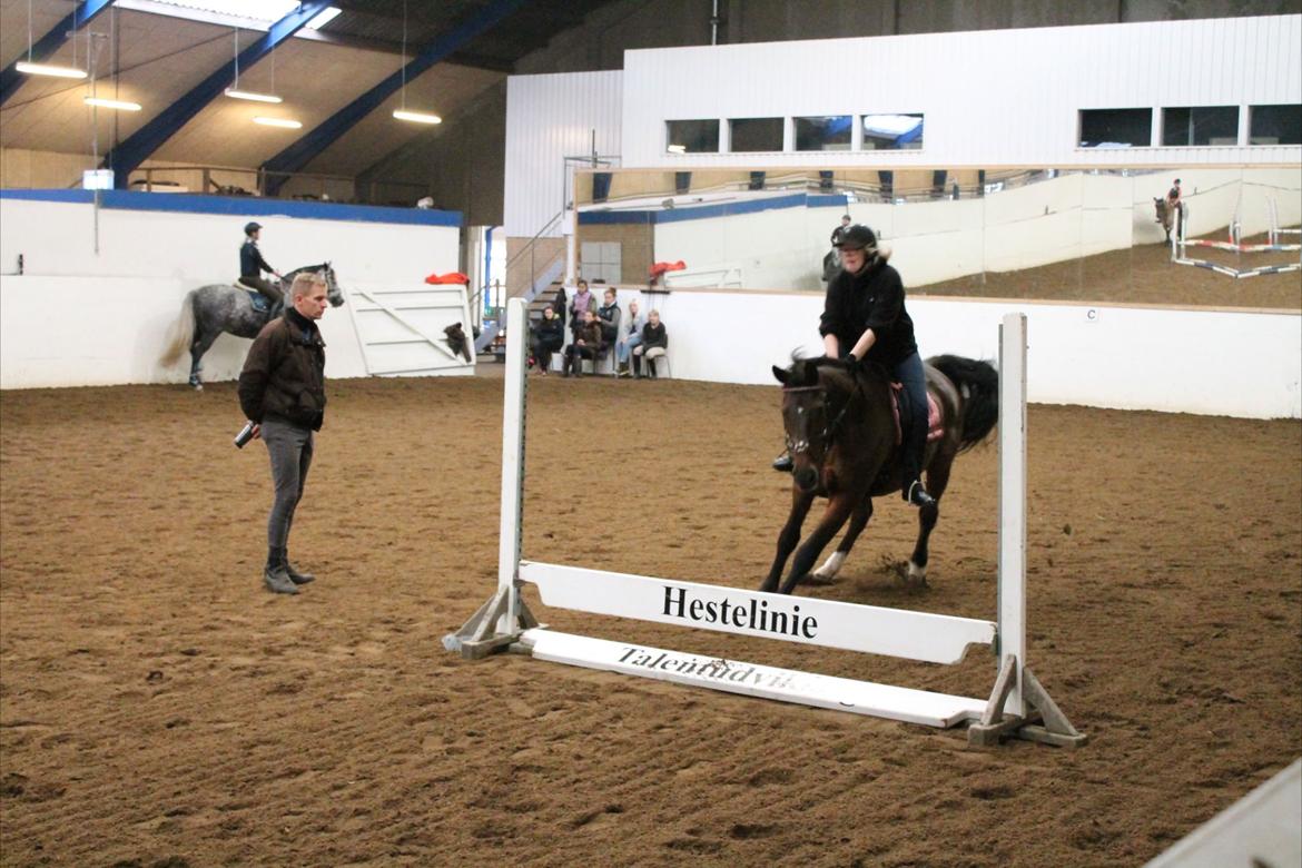 Dansk Varmblod lafayette billede 15