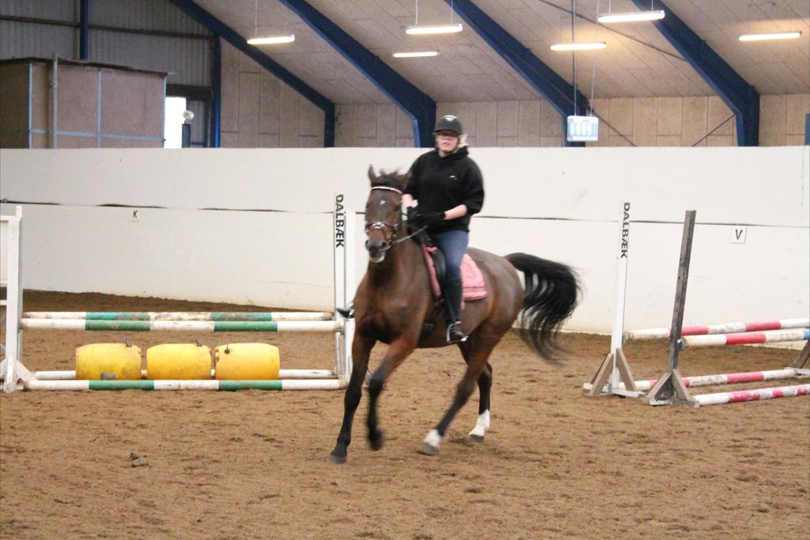 Dansk Varmblod lafayette billede 16