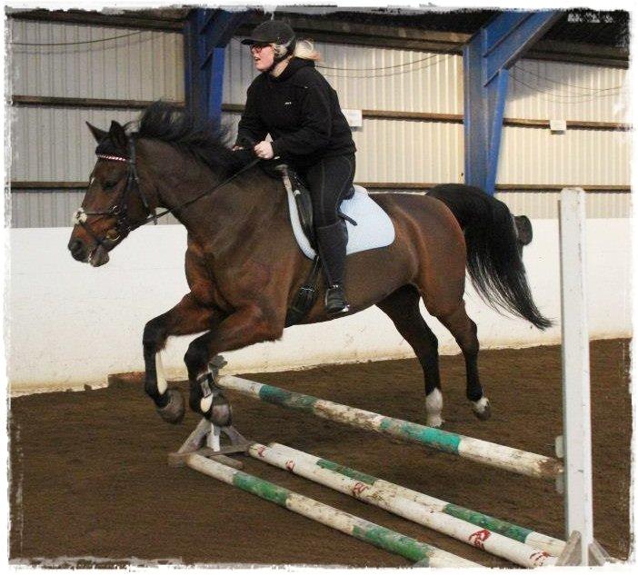 Dansk Varmblod lafayette billede 17