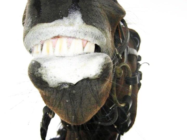 Dansk Varmblod lafayette billede 3