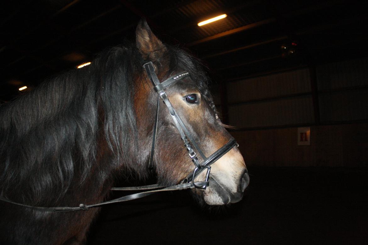 Koldblodstraver Don Damask billede 3