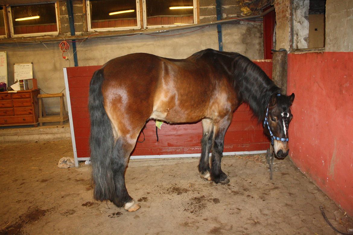 Koldblodstraver Don Damask billede 2