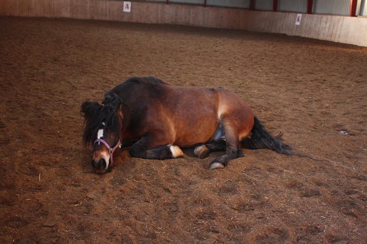 Koldblodstraver Don Damask billede 4