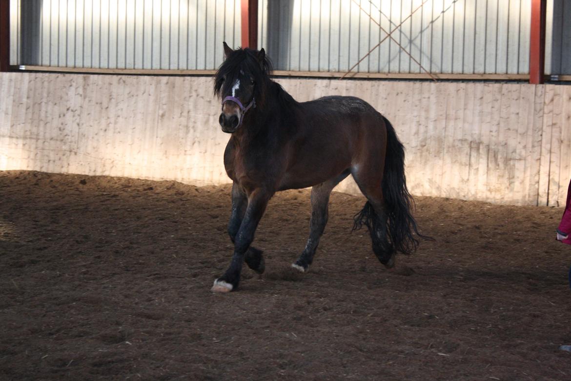 Koldblodstraver Don Damask billede 5