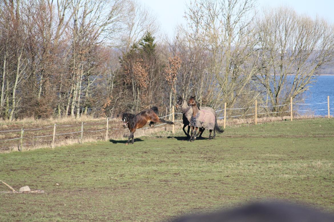 Koldblodstraver Don Damask billede 6