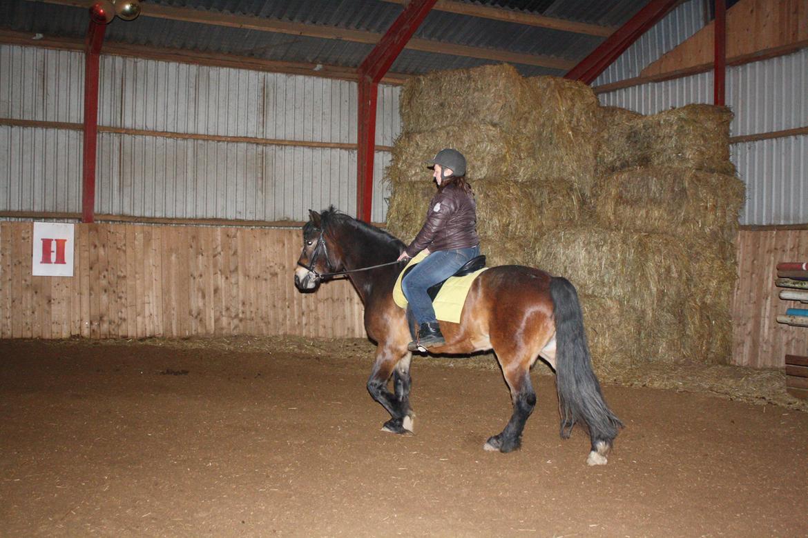 Koldblodstraver Don Damask billede 9