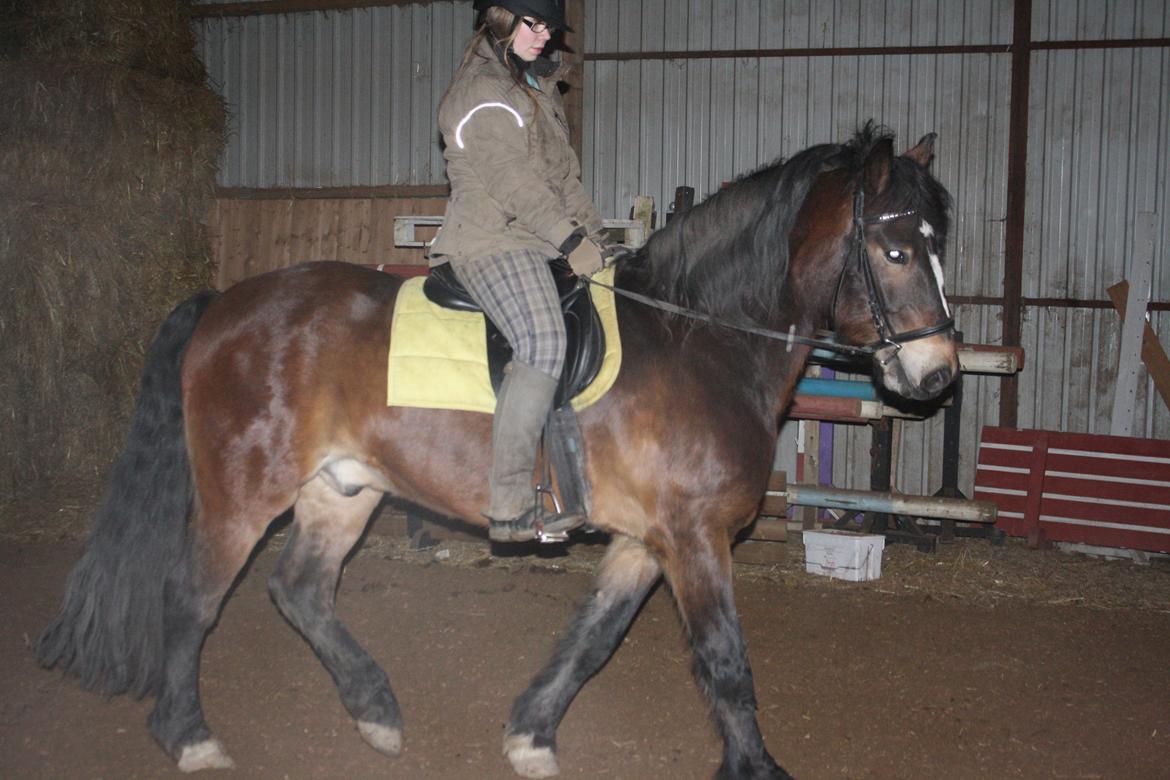 Koldblodstraver Don Damask billede 10