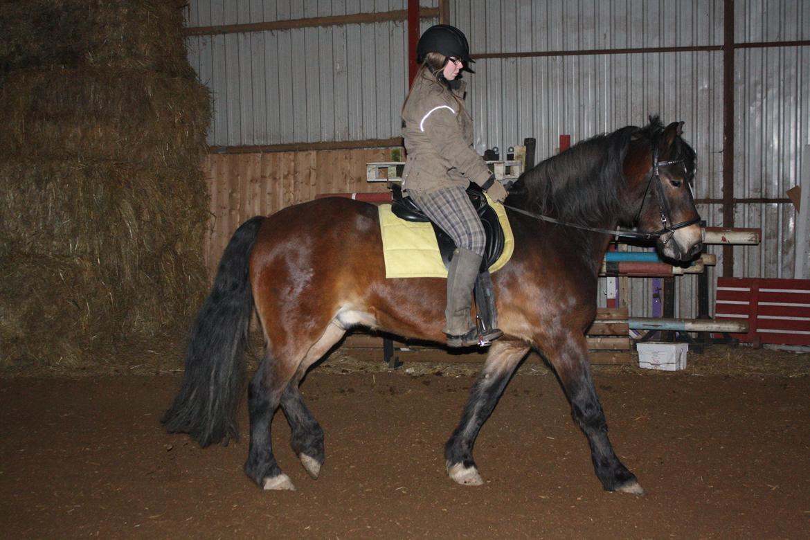 Koldblodstraver Don Damask billede 14