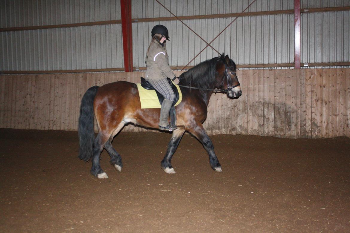 Koldblodstraver Don Damask billede 15