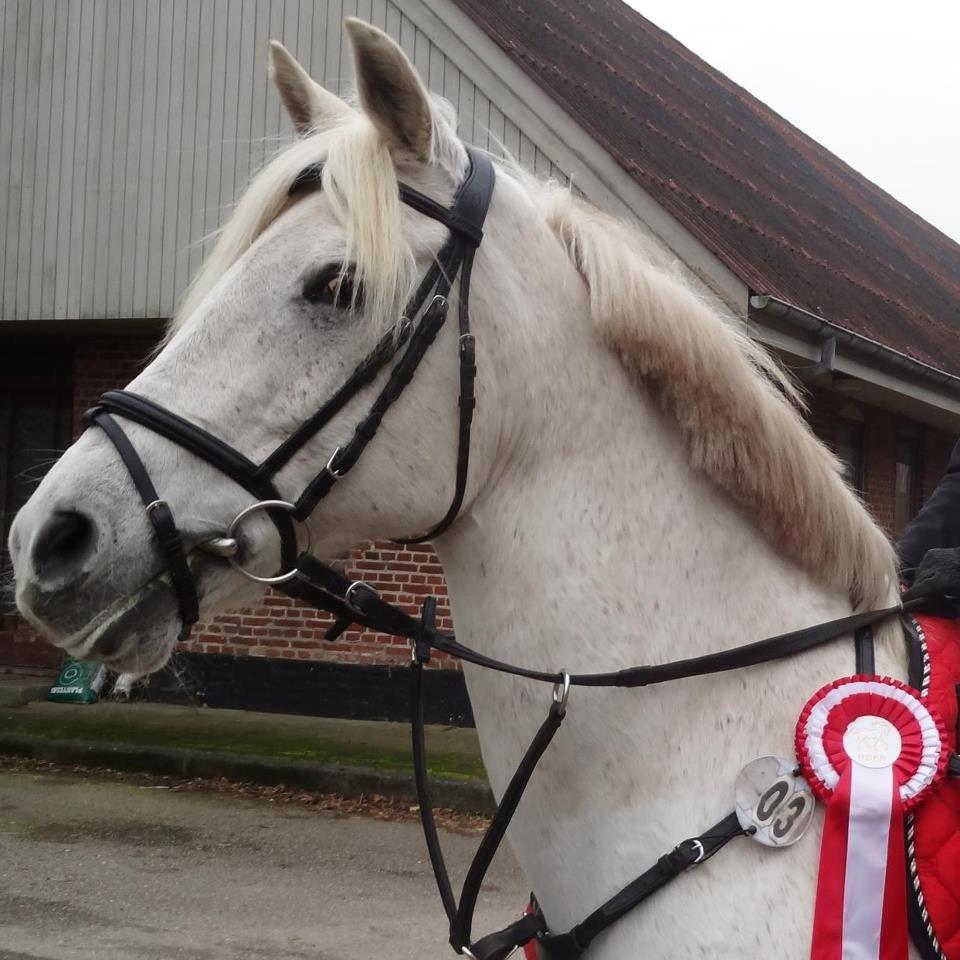 Anden særlig race Wendy * B-pony * - LC 1 plads i Hammerum<3 billede 6